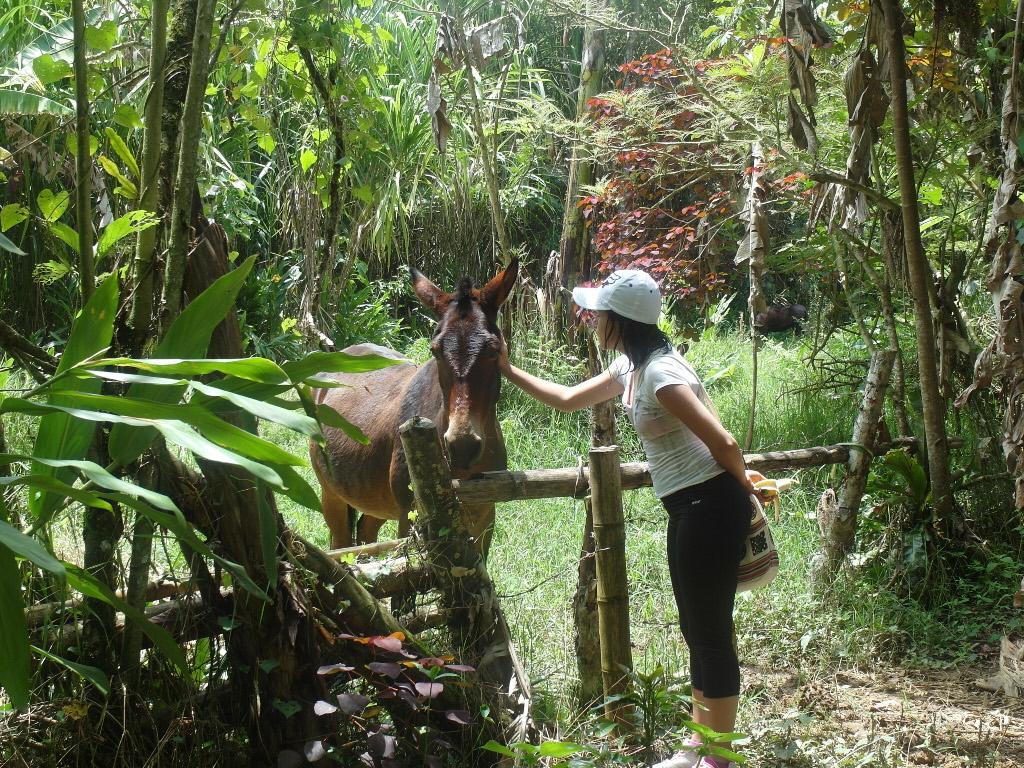 Chalet Ecoturismo La Nohelia ヘリコ エクステリア 写真